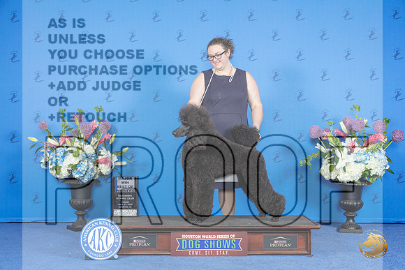 Poodle Standard #36 SUN WB BOW M Judge Douglas Johnson__JP_0791_Houston_2024_HR3