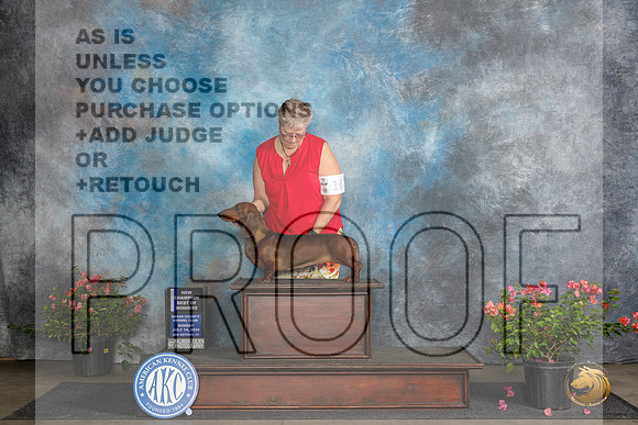 Dachshund Smooth #18 Sun WBBOWCH Judge Victor Rosado__JP_5828_San Antonio_2024_HR3