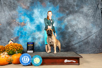 Bullmastiff #8 Sat BOB Judge Steve Keating