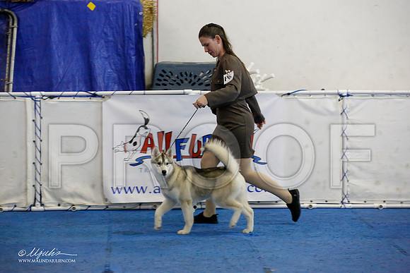 _M3_9324-AddisonHuskyMar2015-HR3