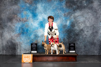French Bulldogs #192