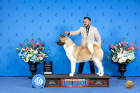 Akita #21 Sat BOW Judge Jon Cole