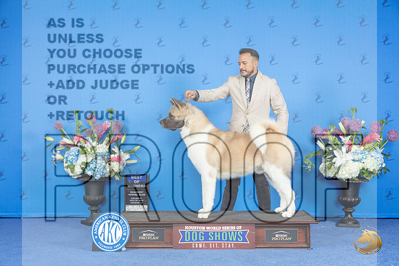 Akita #21 Sat BOW Judge Jon Cole__JP_0020_Houston_2024_HR3