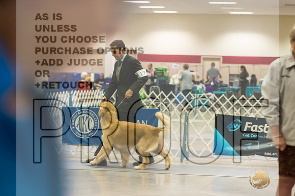 Golden REtriever #17 RingJJL_4180_Amarillo_2022_HR3