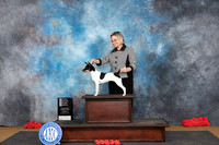 Rat Terrier #8 Sat OHG4 Judge Helen Tomb-Taylor