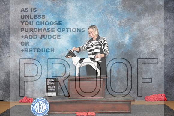 Rat Terrier #8 Sat OHG4 Judge Helen Tomb-Taylor__JP_0315_Sulphur Springs_2024_HR3