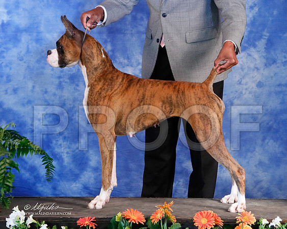 boxer-5772-HstnNov13-HR