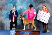 Boxer #8 WED BOS Judge Cathy De La Garza