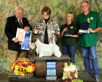 Sealyham Terrier #6 Sat Terrier Group 1 Owner-Handled Group 1 Best of Breed Dunlap Barbara and Royal Judge James R White San Angelo Nov 2013