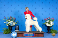 Poodle Standard #29 THUR WD BOW M Judge Angela Pickett