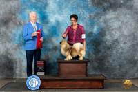 Tibetan Terrier #5 Sun G2 Judge Dr Steve Keating