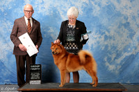 Finnish Spitz #5 Sat G4 Krupski S & B Krupski & J Roberge & B Richardson Judge Mr Edd Embry Bivin