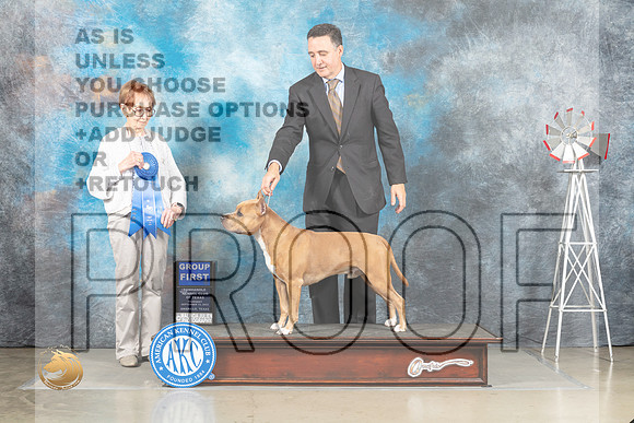 American Staffordshire Terrier #11? Thur G1 Judge Sharon Derrick_MJ_3714_Amarillo_2022_HR3