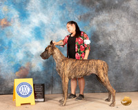 Great Dane #14 Sun OHG2 Judge Thomason Stanfield Jr