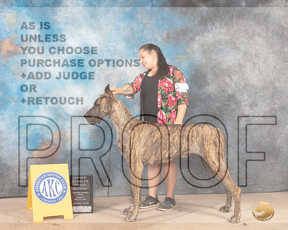 Great Dane #14 Sun OHG2 Judge Thomason Stanfield Jr-MMJ_4950-Abilene2022-HR3