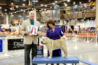 Shar Pei #5 Thurs BOS Linda Coffe L & Dianna Barefoot Judge Dr S Keating