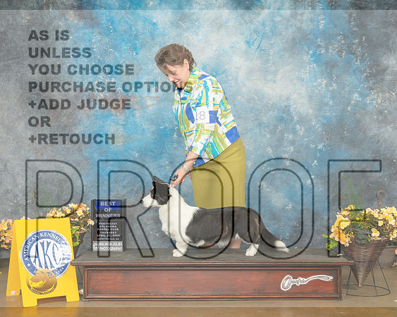 Cardigan Welsh Corgi #18 Thur WBBOW Judge Cathy Daugherty-MMJ_8670-NWARK2022-HR3