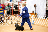 Scottish Terrier Sun Ring