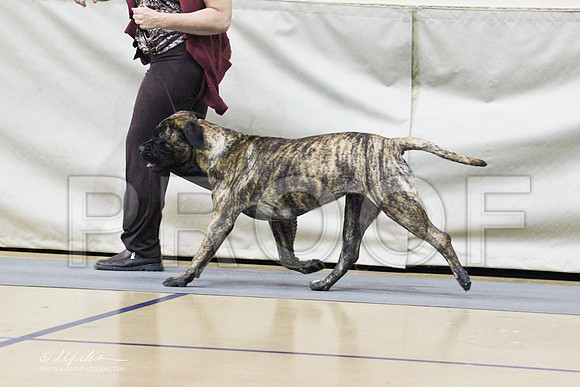 Bullmastiff-0315LR