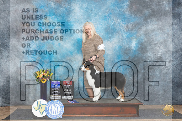 Australian Shepherd #7 Fri WDBOWBOS no judge__JP_9328_Abilene_2024_HR3
