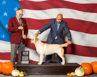 Retrievers Labrador #16 Sat BOB Somoza Fernando J Judge Mr Laurence J Libeu