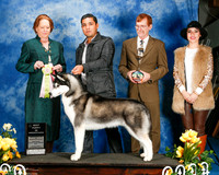 #48 Best Puppy in Sweeps Elvin Izaguirre & Carlos Canto Judge Sheila Kanzler-photos