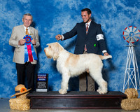 Spinoni Italiani #5 Sat RBiS Faeth Mery Gwen Faeth Judge Mr Terry Stacy