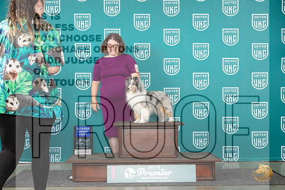 Shetland Sheepdog #343 Sat AG1 Judge Rick Gann__JP_2529_Premier_2024_HR3