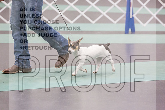Teddy Roosevelt Terrier Rings Fri Ring 1_JJL_6522_UKCLNGVIEWOCT2024_2024_HR3