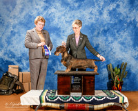 Dachshund Wirehaired #5 Sat BOW New Ch +A1 + J