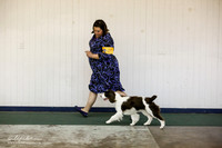 English Springer Spaniel Sat S1 Ring
