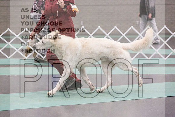 White Shepherds Rings Fri Ring 1 2_JJL_6325_UKCLNGVIEWOCT2024_2024_HR3