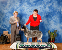 Australian Cattle Dog #29 Sat BOS WD New Ch +A2
