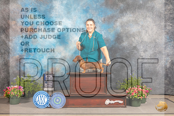 Dachshund Wirehaired #17 Fri BOW Judge Debra Thornton_MJ_0017_SA_2022_HR3