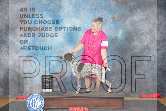 German Shorthaired Pointer #8 Sun BOW NCH Judge Robert Stein__JP_0507_Sulphur Springs_2024_HR3