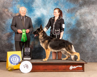 German Shepherd Dog #16 Fri BPup Judge Carmen Battaglia