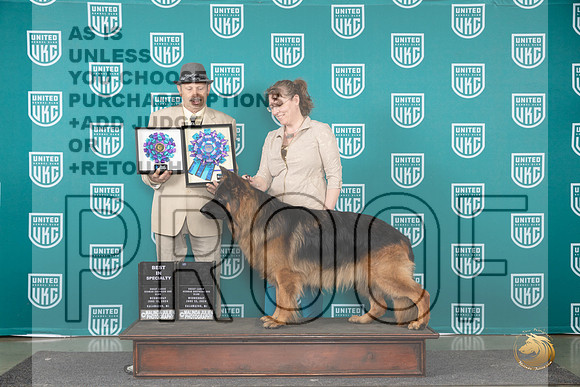 German Shepherd Dog #109 Wed BISS Judge Joseph Gudry__JP_0459_Premier_2024_HR3