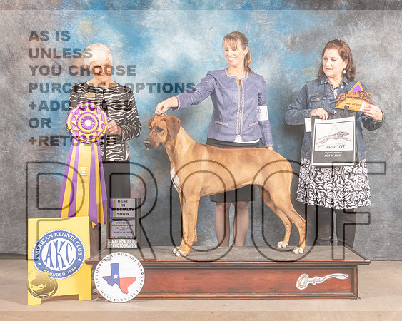 Rhodesian Ridgeback #6 Fri BOB Judge Pluis Davern-MMJ_7188-FW2022-HR3