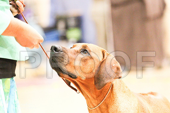 Ridgeback-9205LR