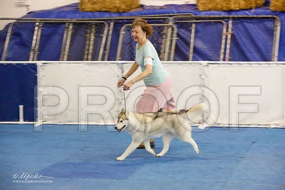 _M3_1636-AddisonHuskyMar2015-HR3