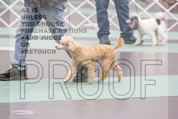 Poodle Mini Toy Rings Fri Ring 1_JJL_7328_UKCLNGVIEWOCT2024_2024_HR3