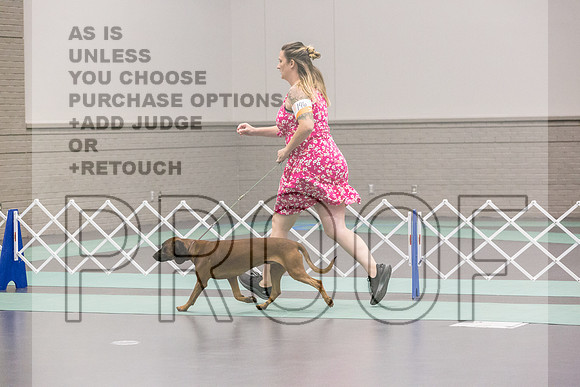Bavarian Mountain Hound Ring Fri Ring 1_JJL_5116_UKCLNGVIEWOCT2024_2024_HR3