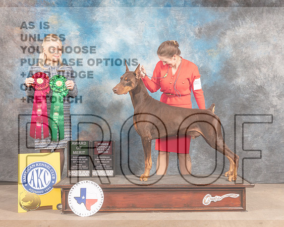 Doberman Pinscher #33 Fri AOM OHBOB Judge Vicky Seller Cushman-MMJ_7911-FW2022-HR3
