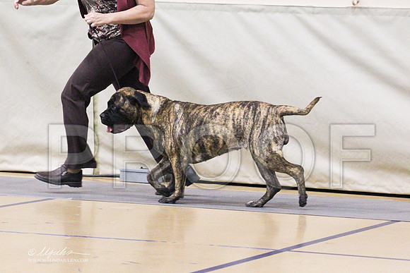 Bullmastiff-0319LR