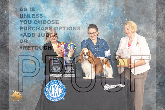 Cavalier King Charles Spaniel #5 Fri2 BOWBOSNCh Judge Carol Pyrkosz_MJ_9865_HstnTOY_2022_HR3