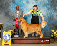 Golden Retriever #29 Fri G2 Judge Eugene Blake