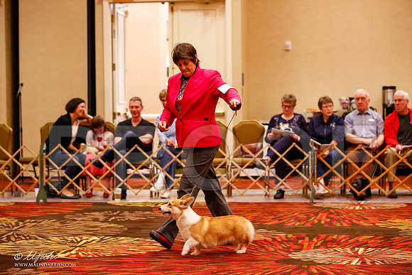 _JJ_8727-HstnCorgiFeb2015-HR3