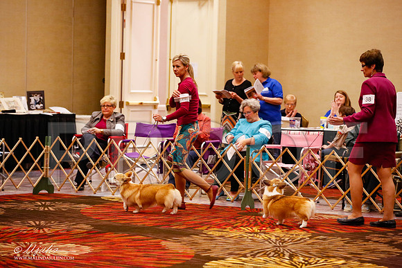 _JJ_8862-HstnCorgiFeb2015-HR3