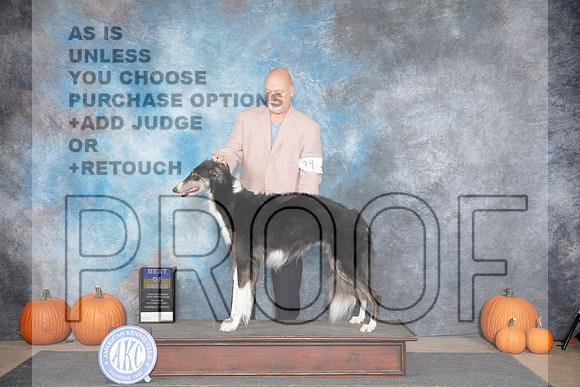 Borzoi #24 Sat BOB Judge Leonore Abordo __JP_8952_Humble_2024_HR3