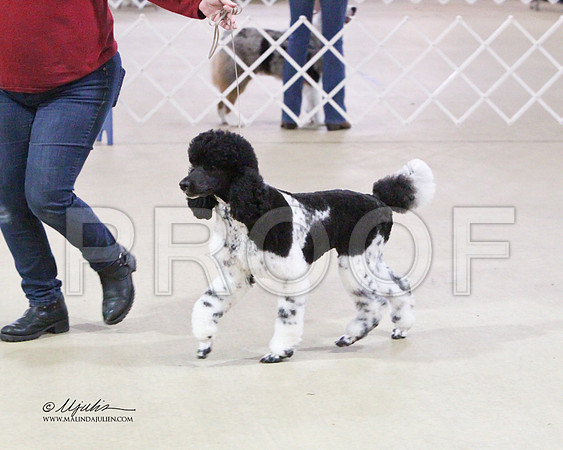 MC Std Poodle-2639
